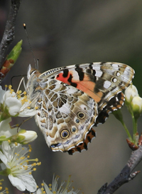 Painted Lady